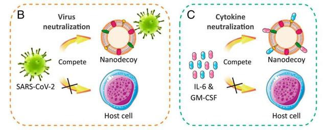 科学新突破 诱饵细胞技术成功“诱杀”新冠病毒