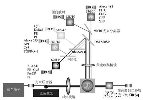 浅谈流式细胞术 原理、技术研发与应用前沿