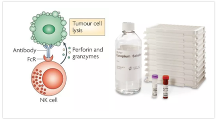DELFIA经典技术在单抗研发与细胞治疗中的应用——AD0116细胞杀伤专题聚焦ADCC技术研发与前景
