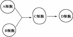 细胞融合技术关键方法与流程解析